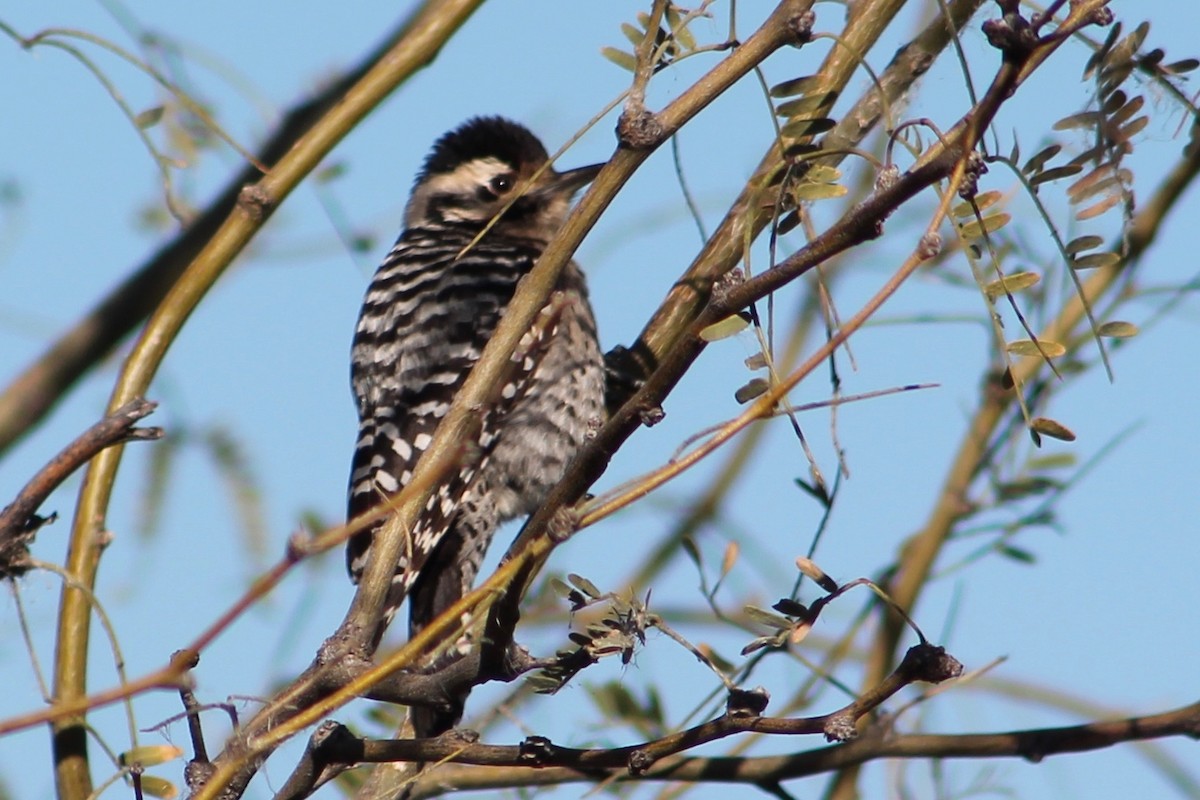 Ladder-backed Woodpecker - ML141916531