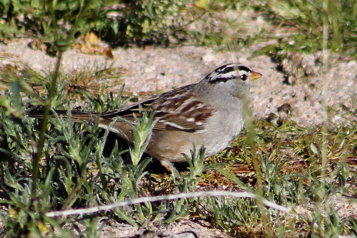 strnadec bělopásý (ssp. gambelii) - ML141916571