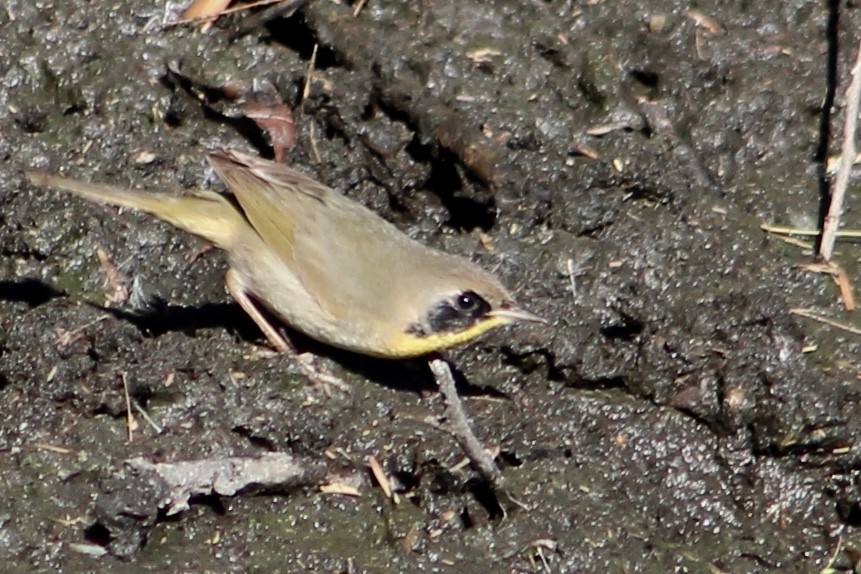 Paruline masquée - ML141916781