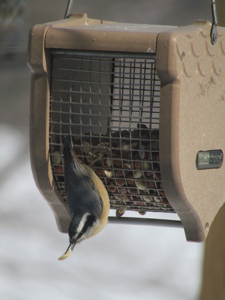 Red-breasted Nuthatch - ML141918041