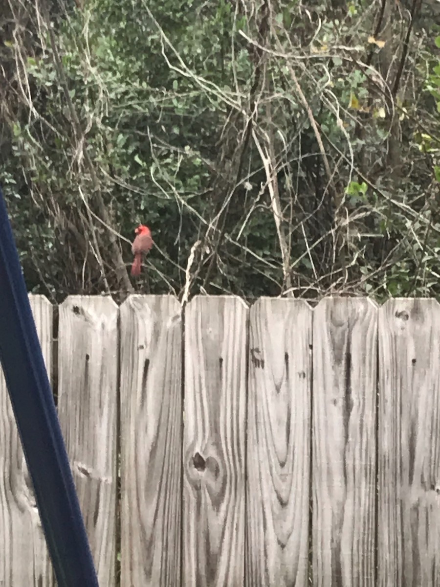 Northern Cardinal - ML141918081