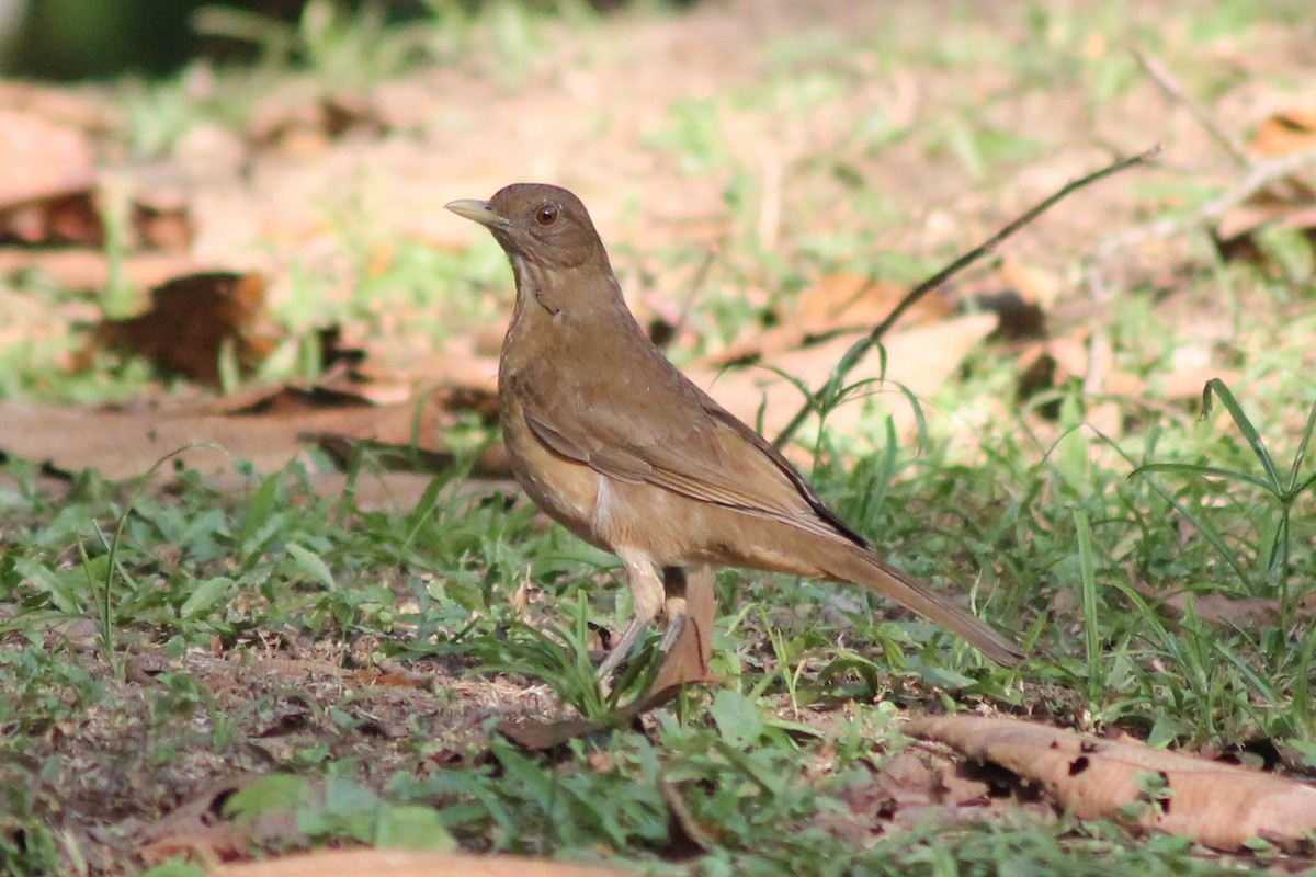 Clay-colored Thrush - ML141918671