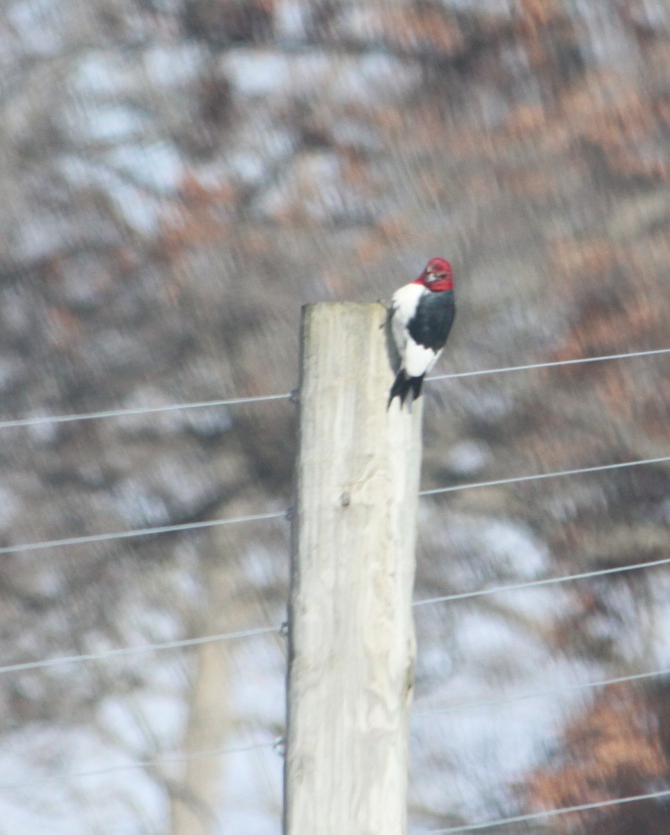 Red-headed Woodpecker - ML141918951