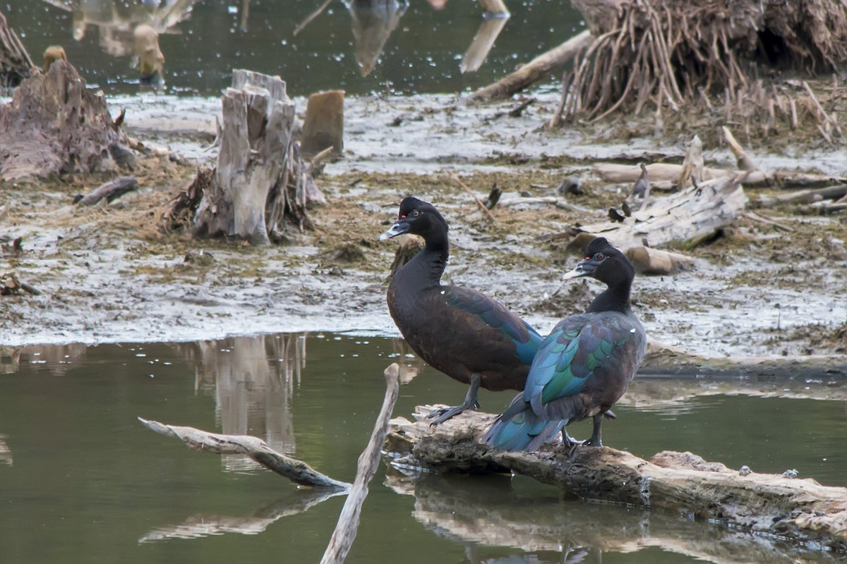 Muscovy Duck - ML141918971