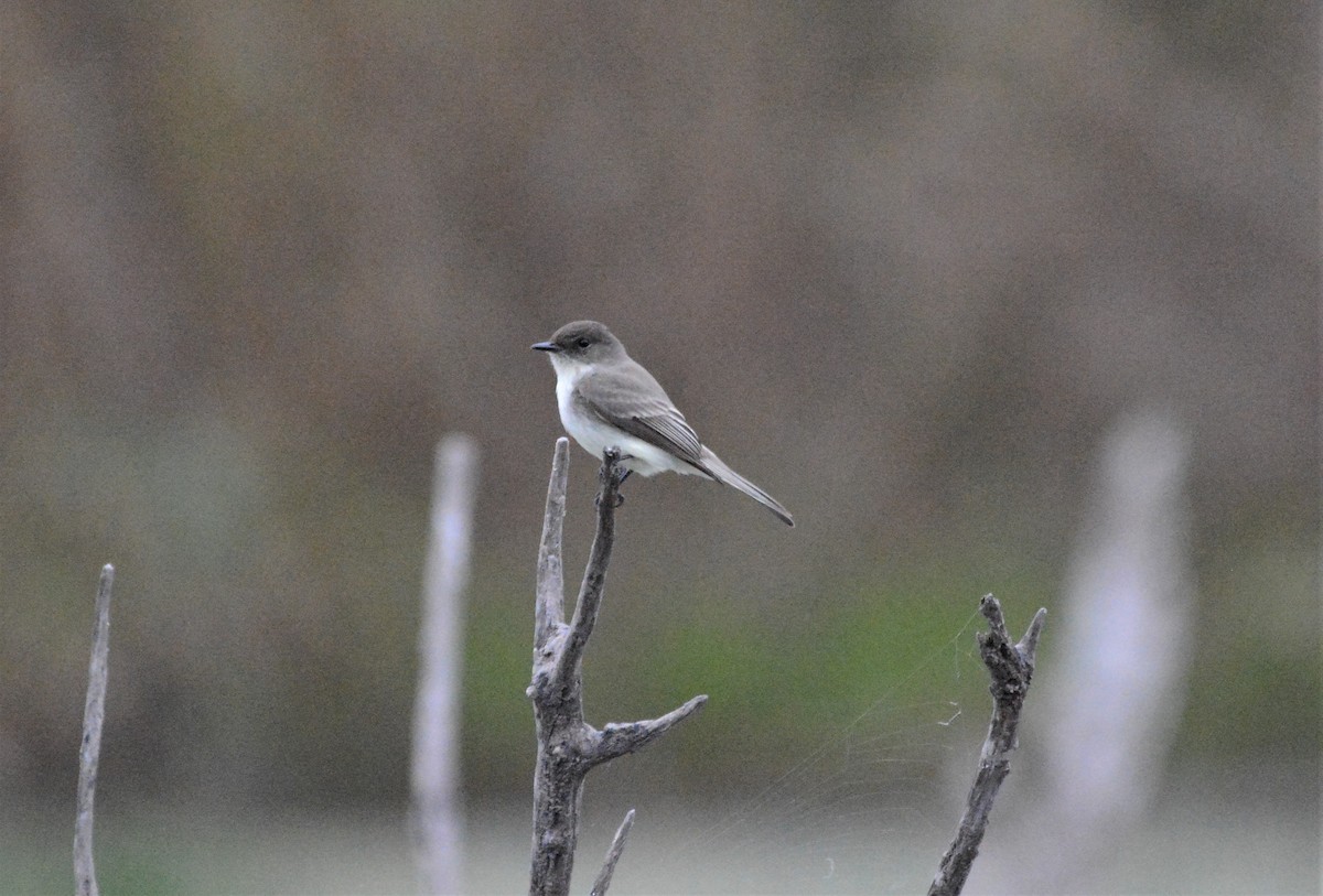 Eastern Phoebe - ML141920361