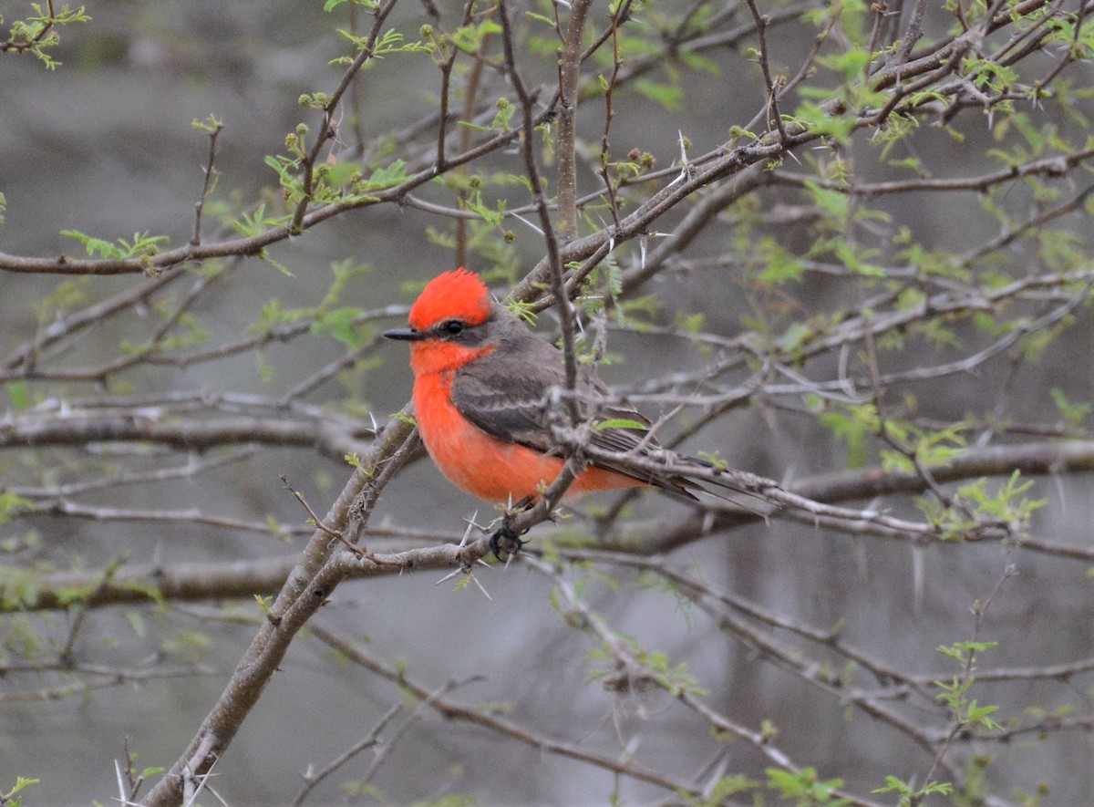 Vermilion Flycatcher - ML141920401