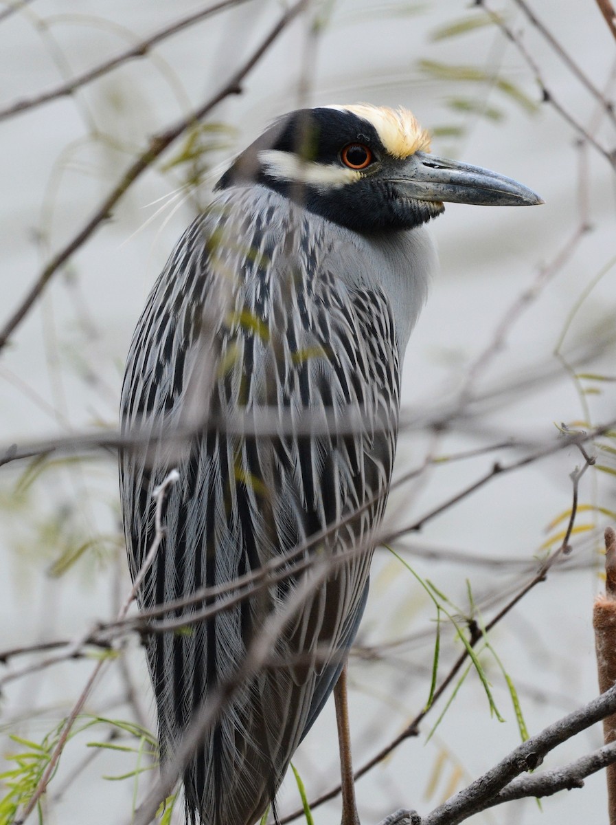 Yellow-crowned Night Heron - ML141920631