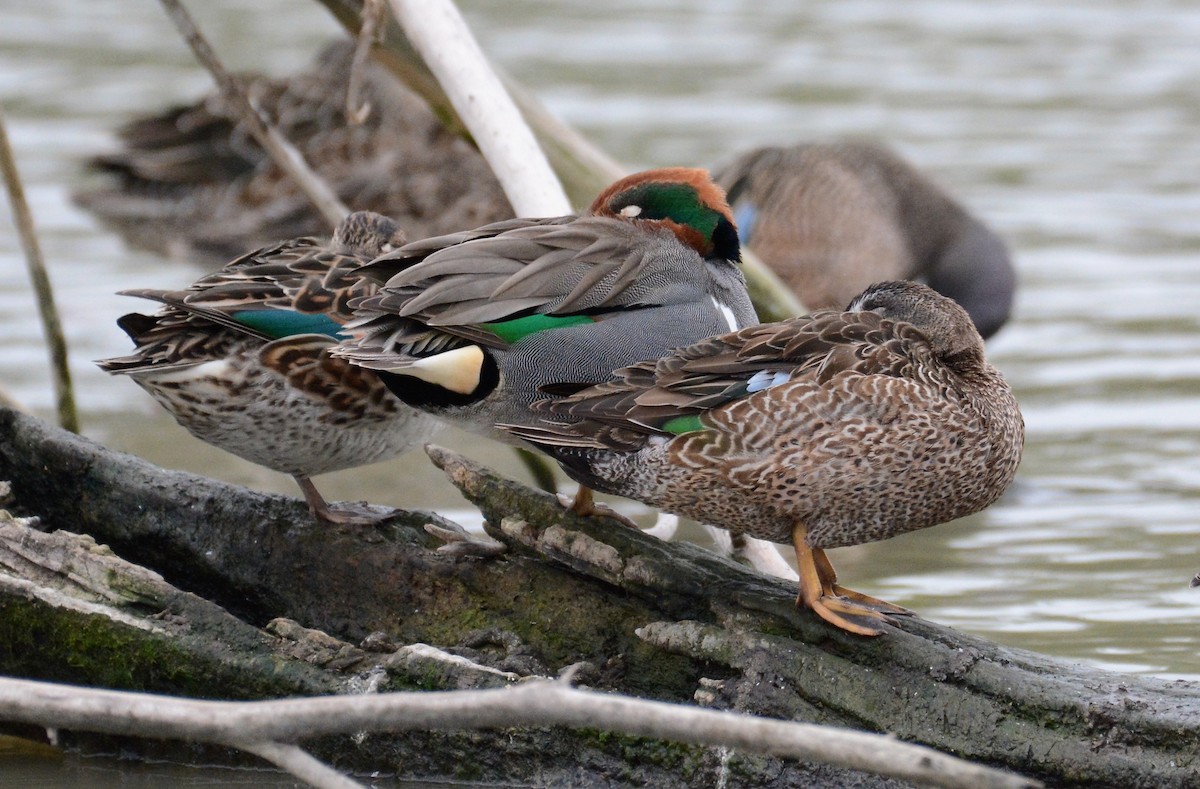 Green-winged Teal - ML141921011