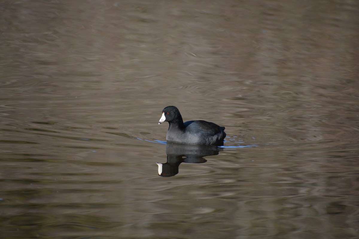 American Coot - Sam MacTavish