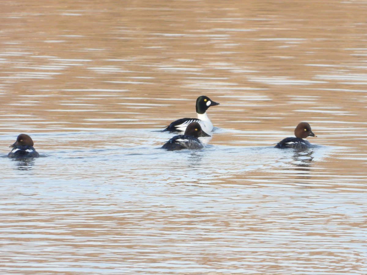 Common Goldeneye - ML141921771