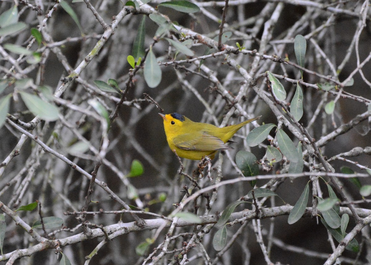 Wilson's Warbler - ML141921821