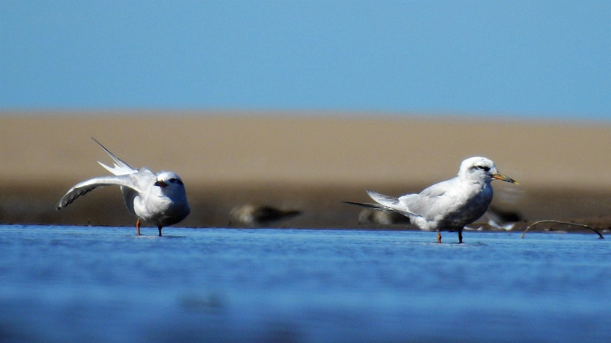 Snowy-crowned Tern - ML141922281