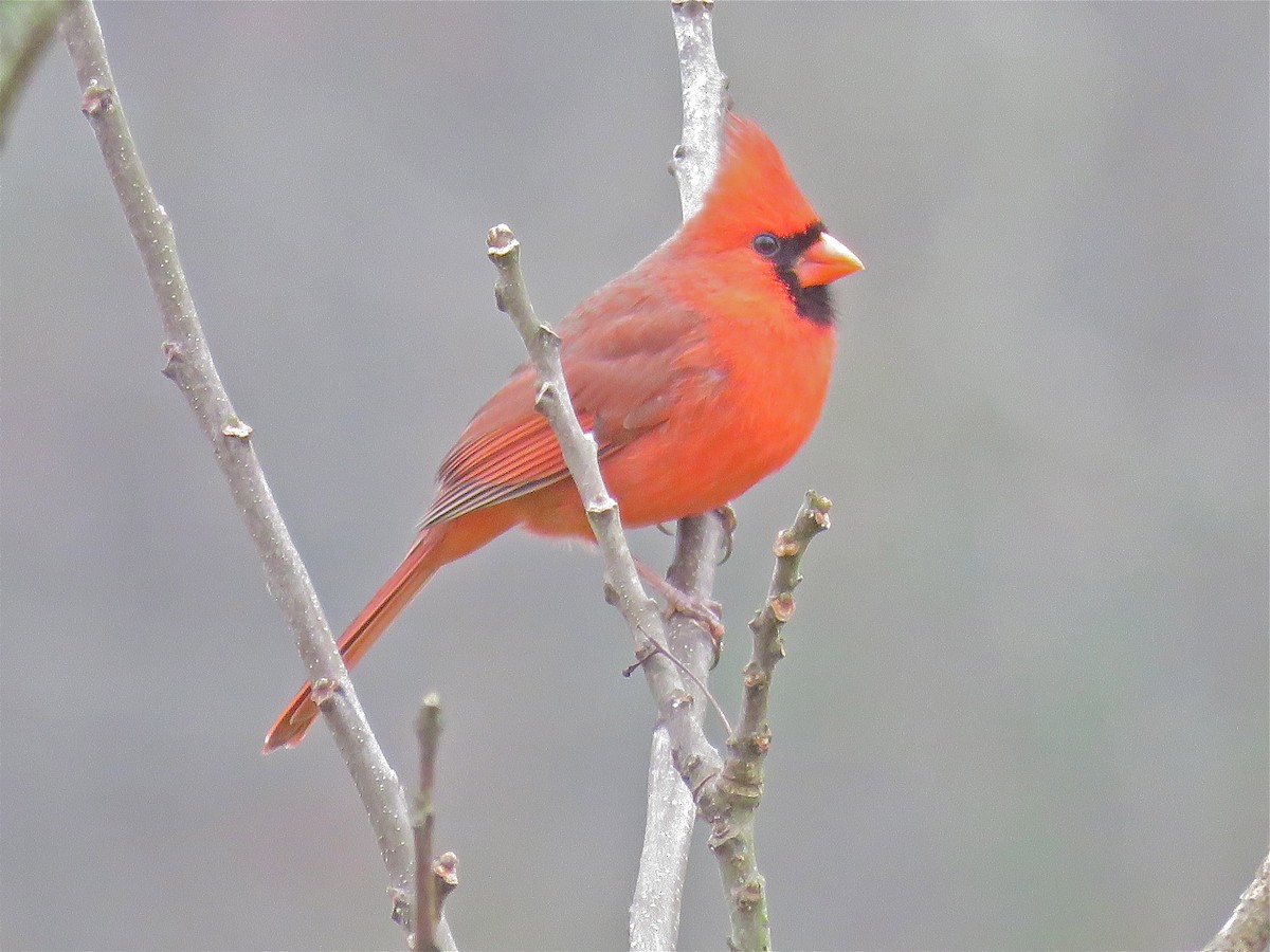 Cardinal rouge - ML141922571