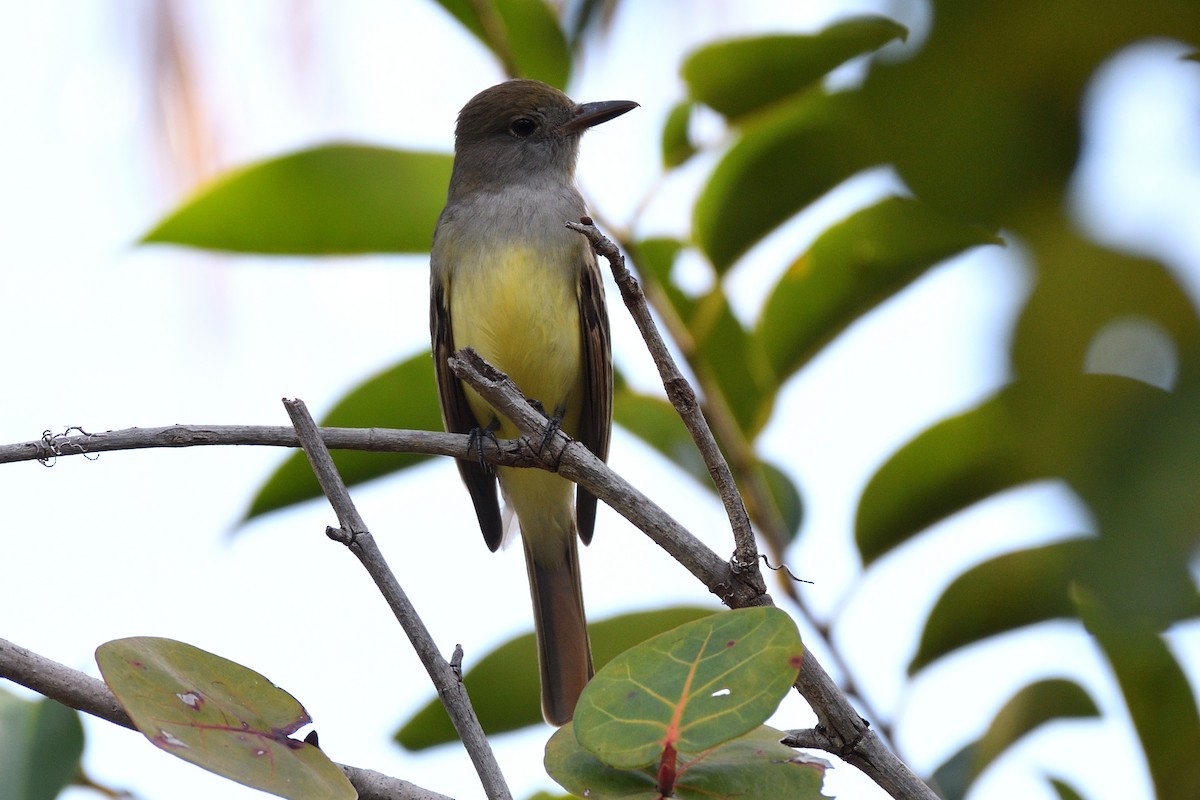 Great Crested Flycatcher - ML141923311