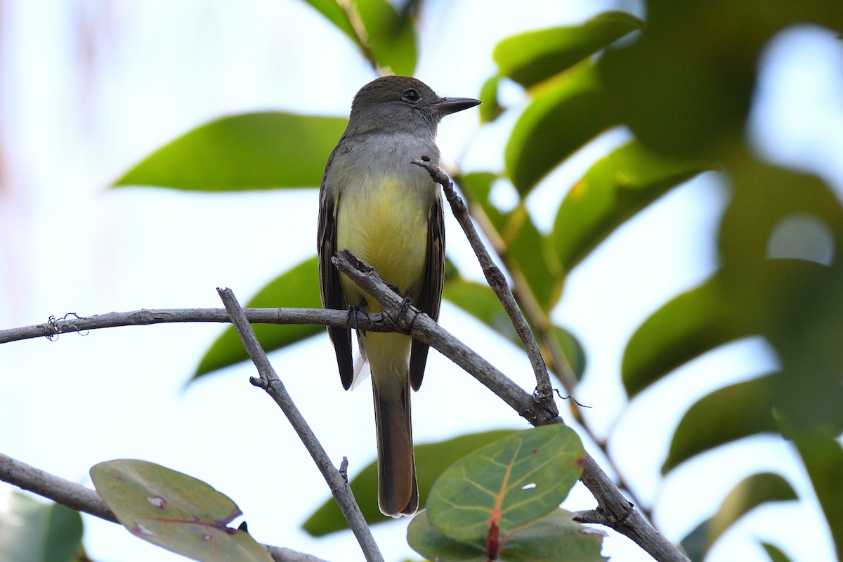 Great Crested Flycatcher - ML141923321