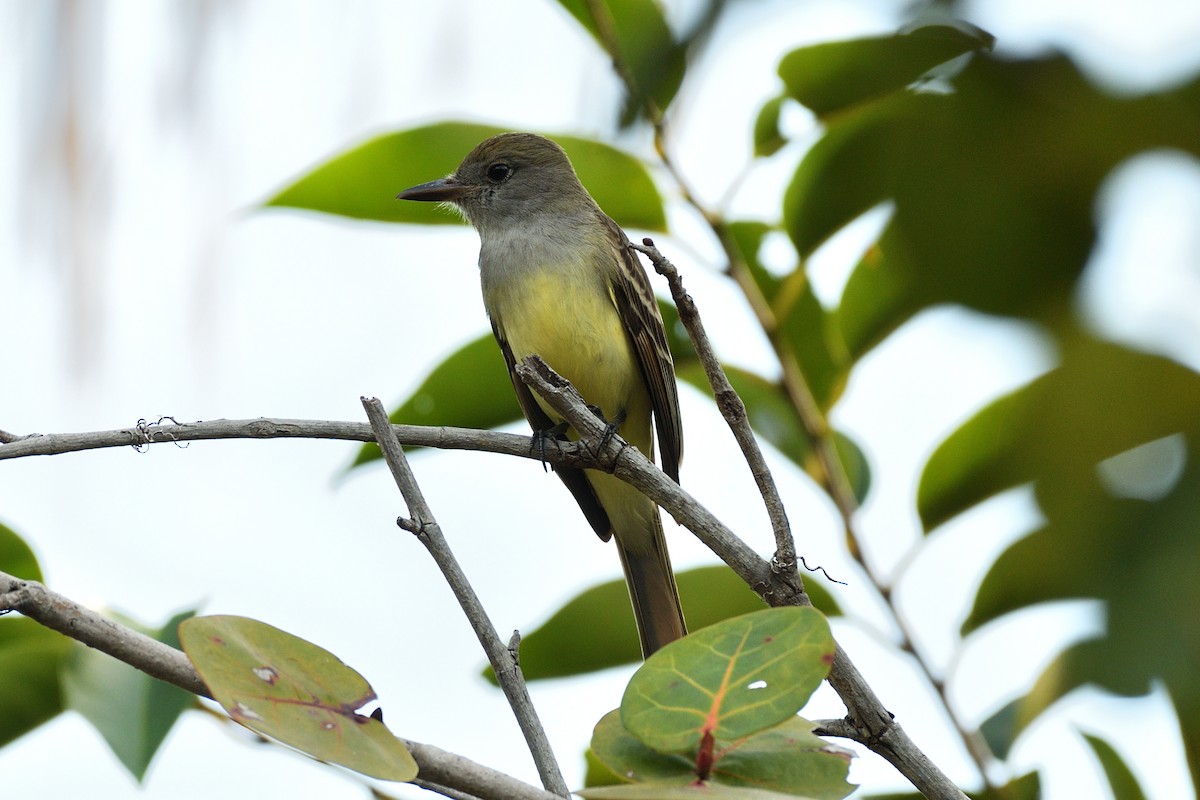Great Crested Flycatcher - ML141923331