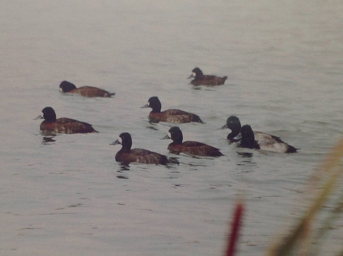 Lesser Scaup - ML141923721