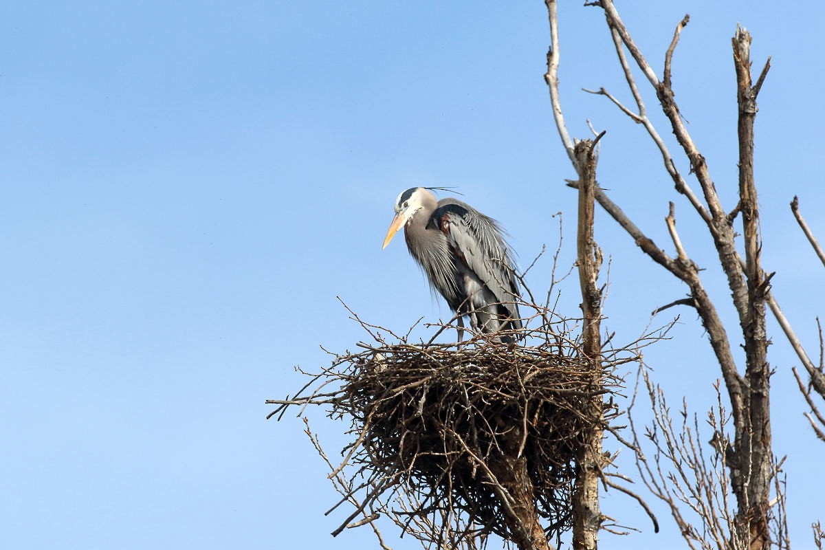 Garza Azulada - ML141923911