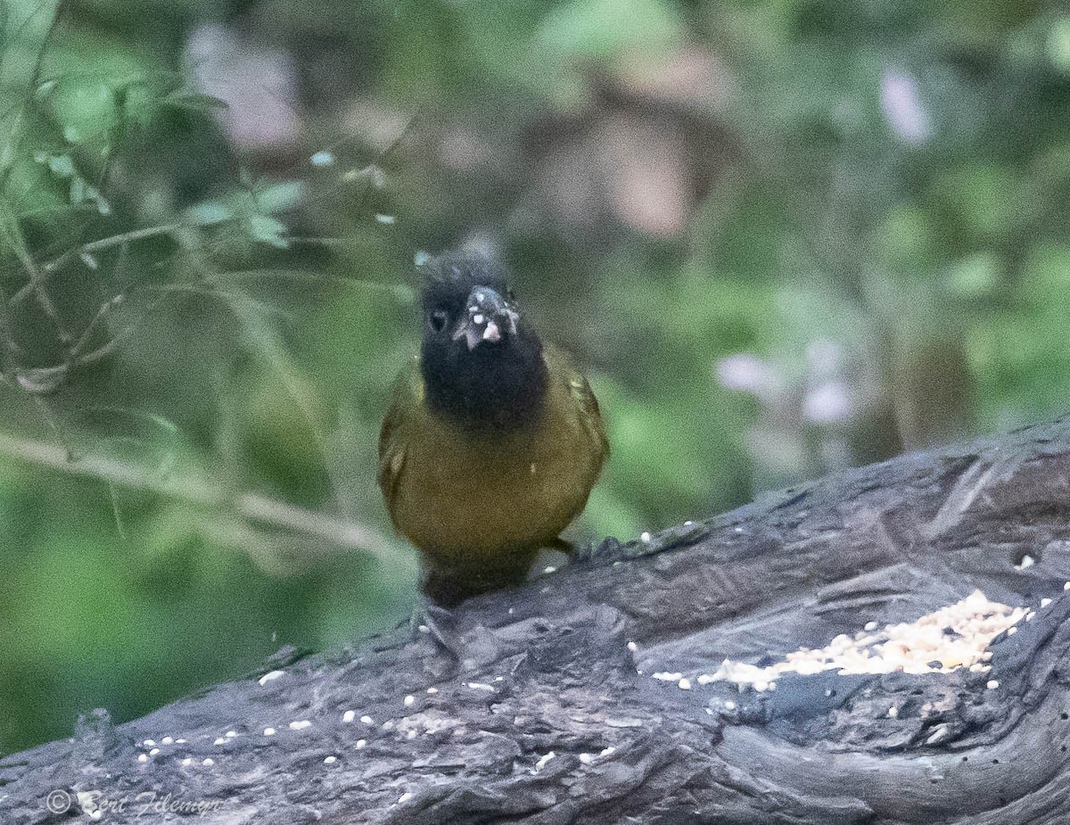 Crimson-collared Grosbeak - ML141924031