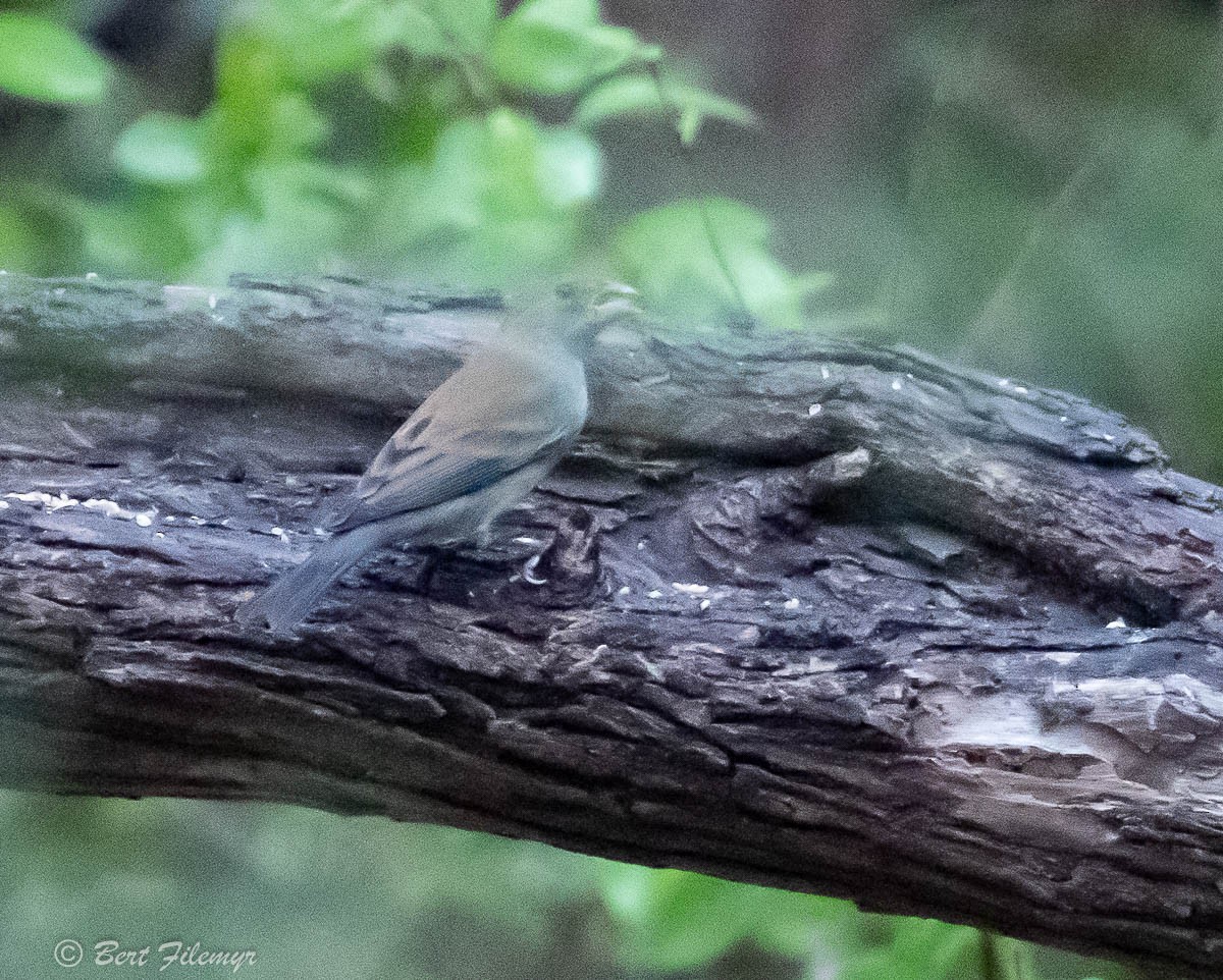 Indigo Bunting - ML141924091