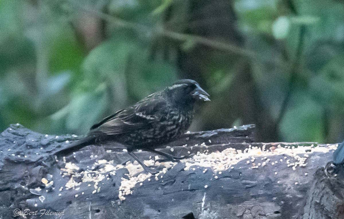 Red-winged Blackbird - ML141924141