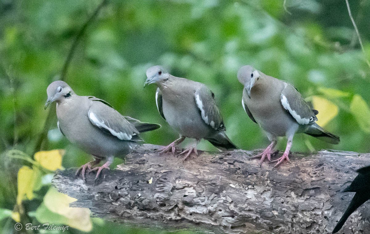 White-winged Dove - ML141924171