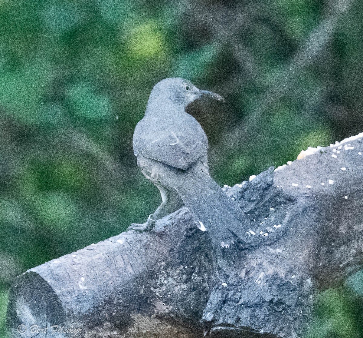 Curve-billed Thrasher - ML141924221