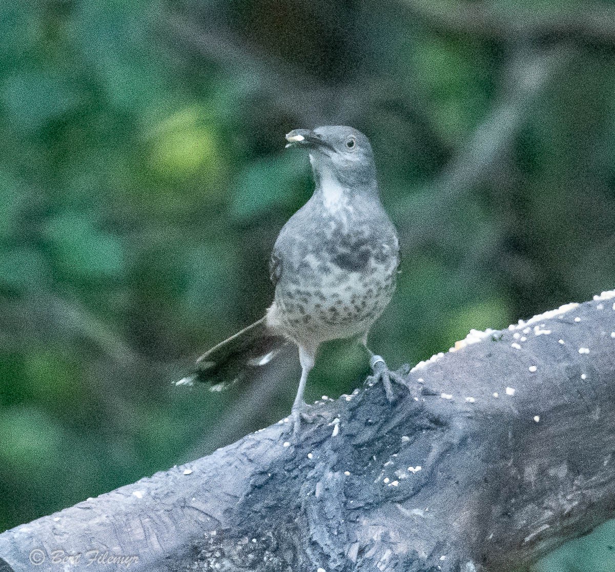 Curve-billed Thrasher - Bert Filemyr