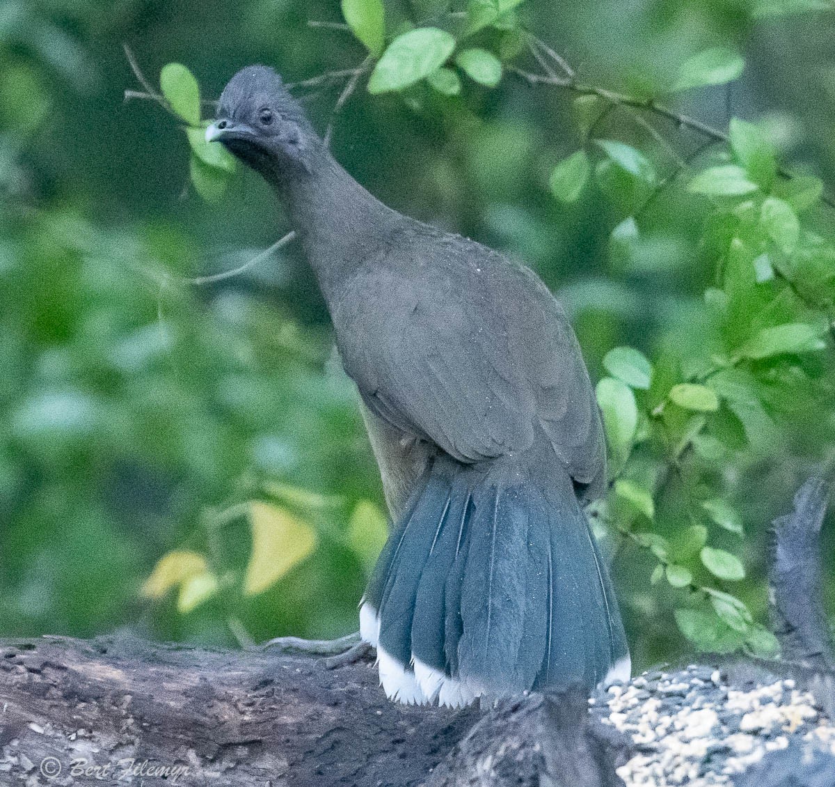 Plain Chachalaca - Bert Filemyr