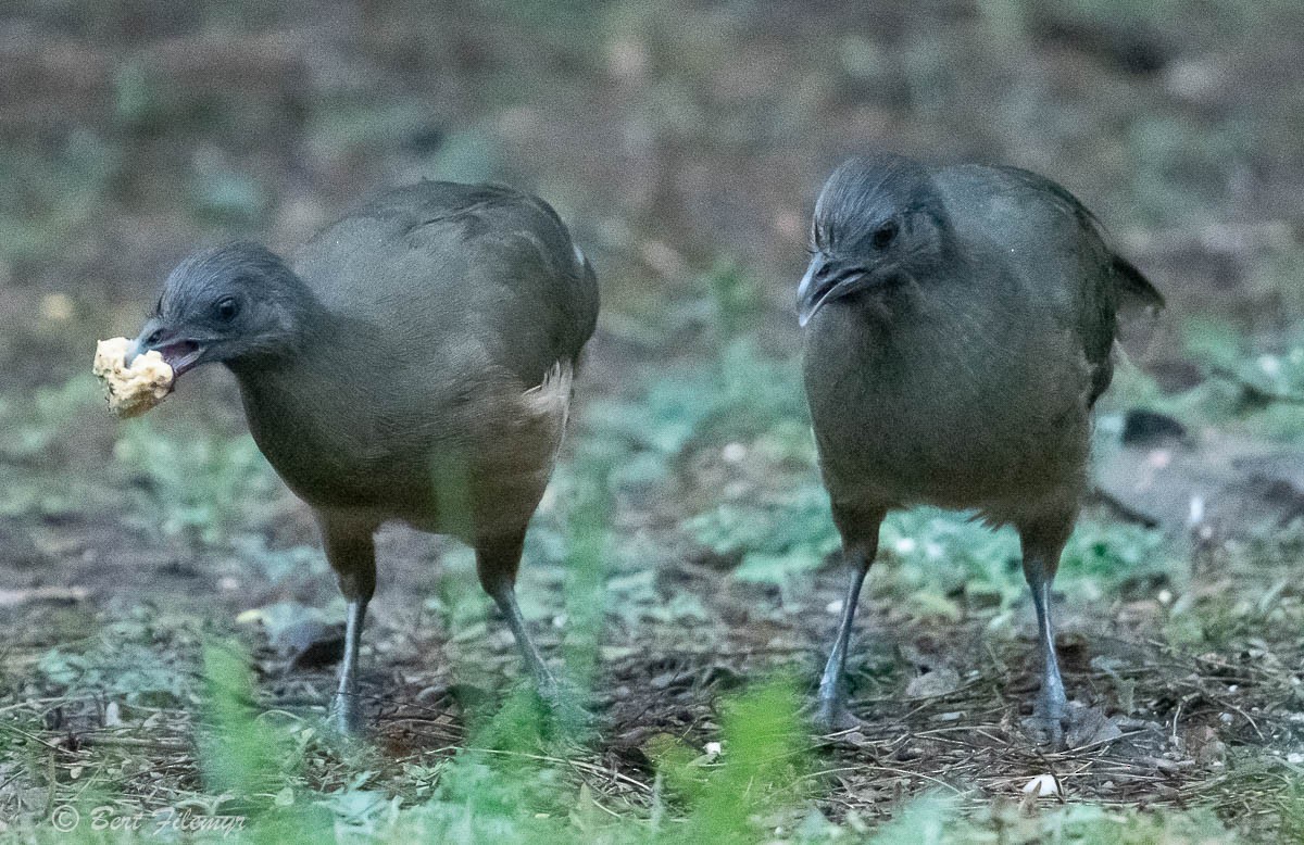 Plain Chachalaca - ML141924281