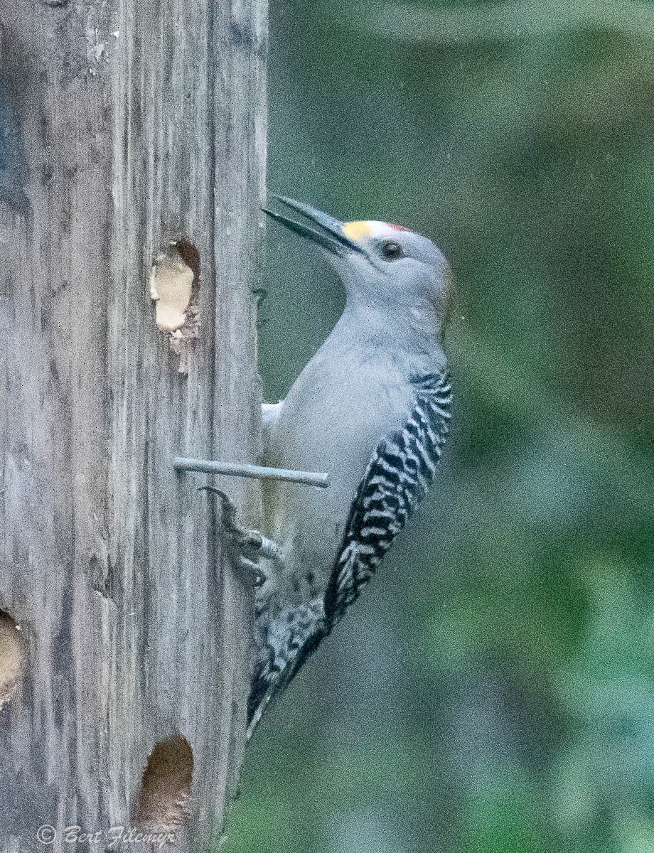 Golden-fronted Woodpecker - ML141924371