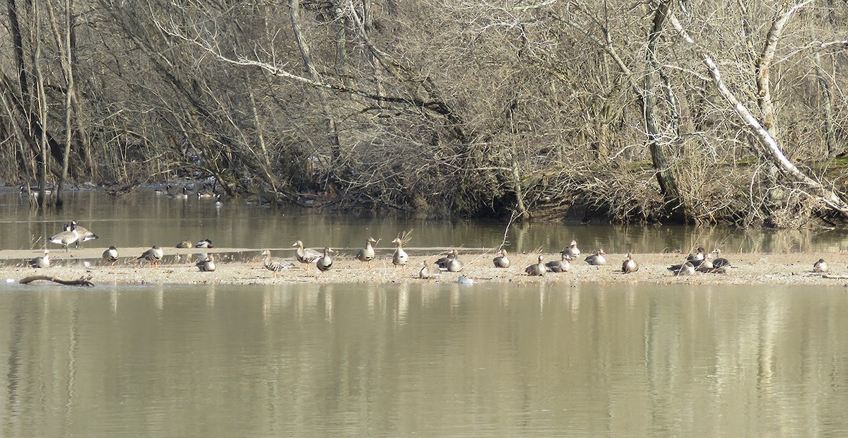 Greater White-fronted Goose - ML141924531