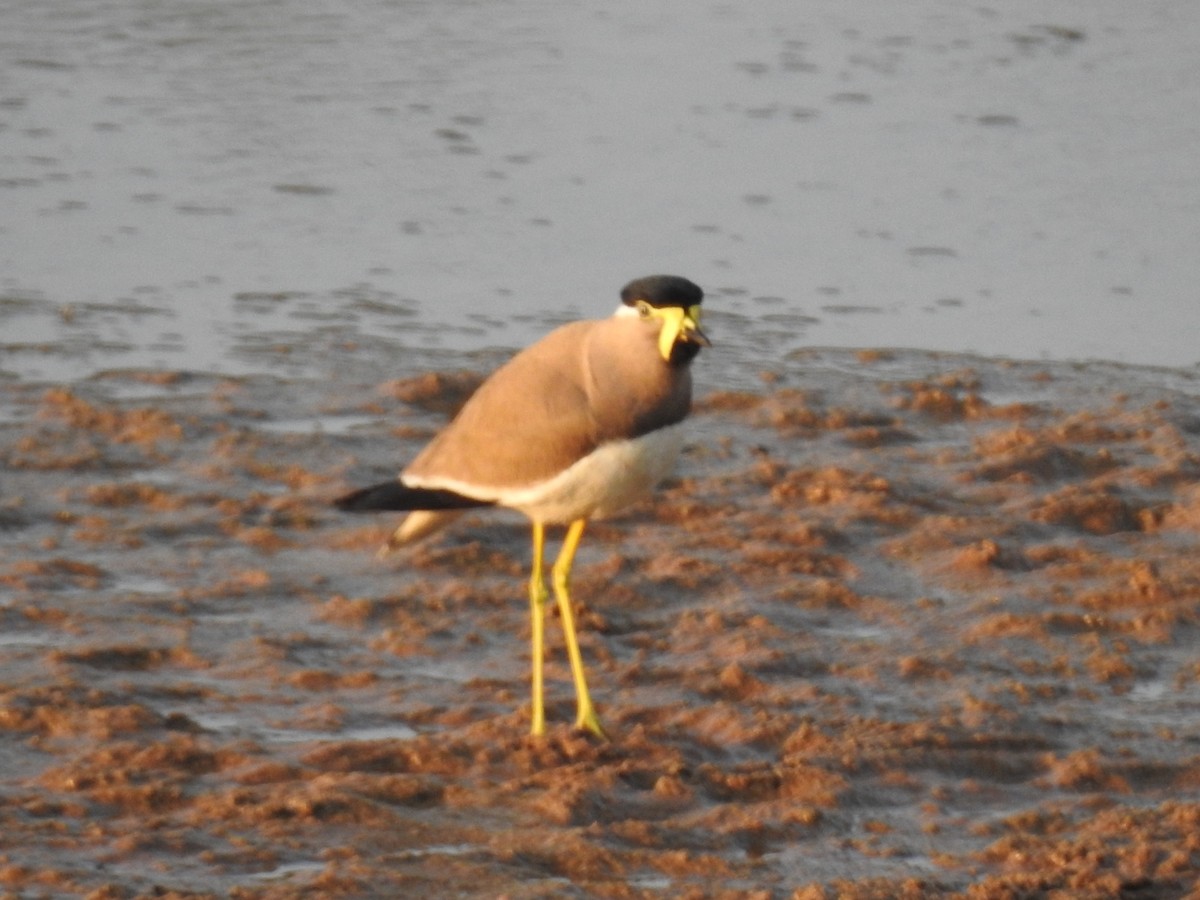 Yellow-wattled Lapwing - Raja Bandi