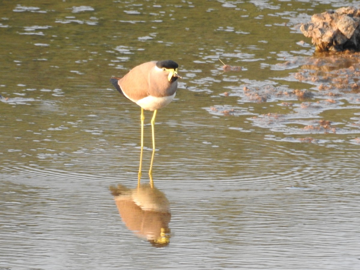 Yellow-wattled Lapwing - Raja Bandi