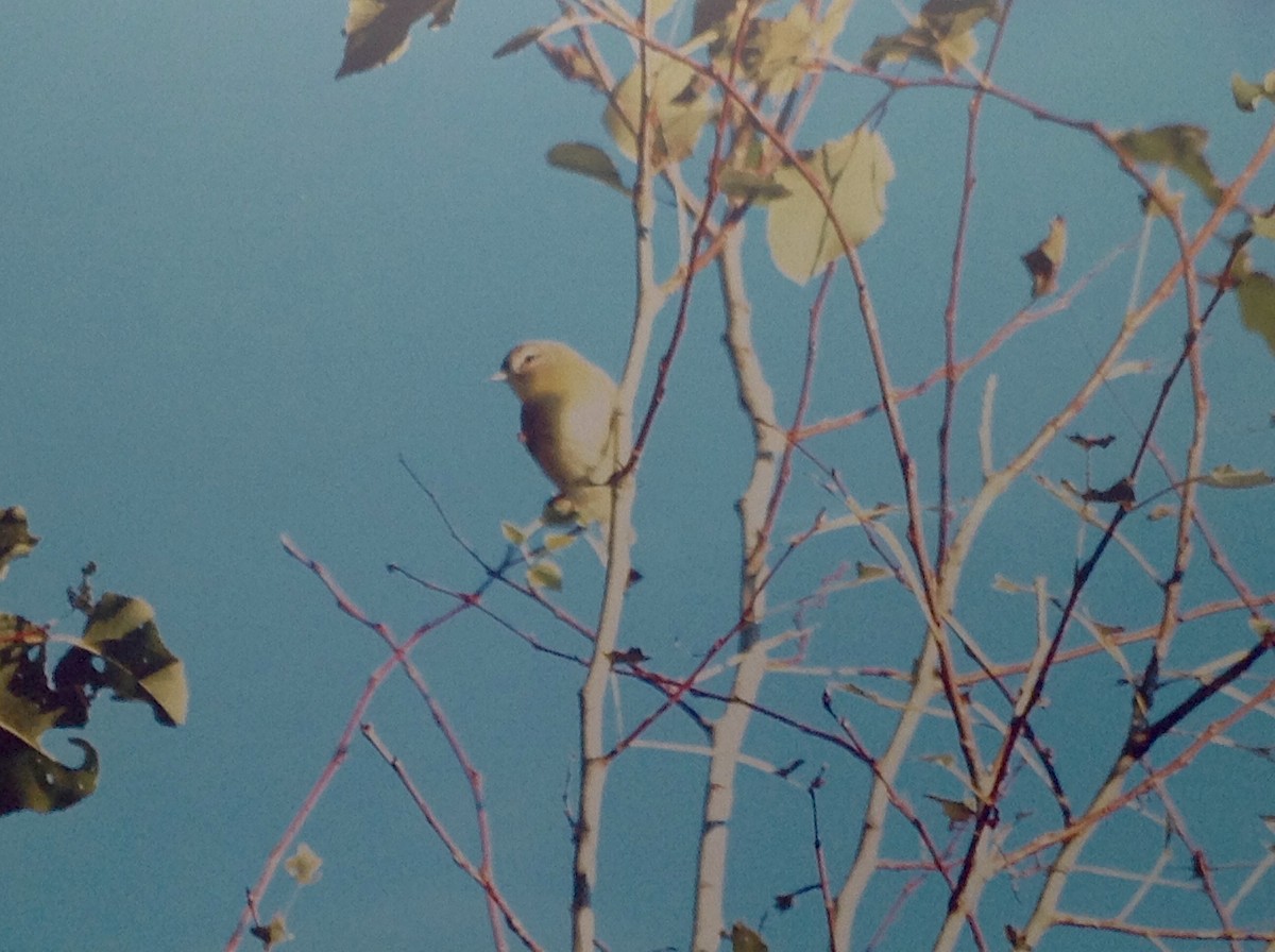 Philadelphia Vireo - ML141925461