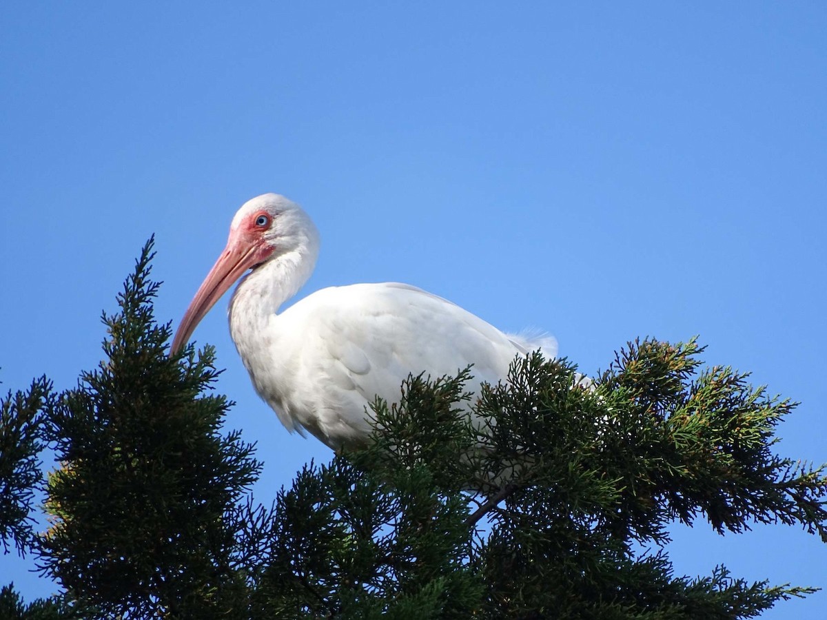 Ibis blanc - ML141925741