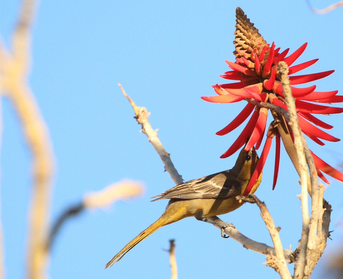 Hooded Oriole - Anuar López