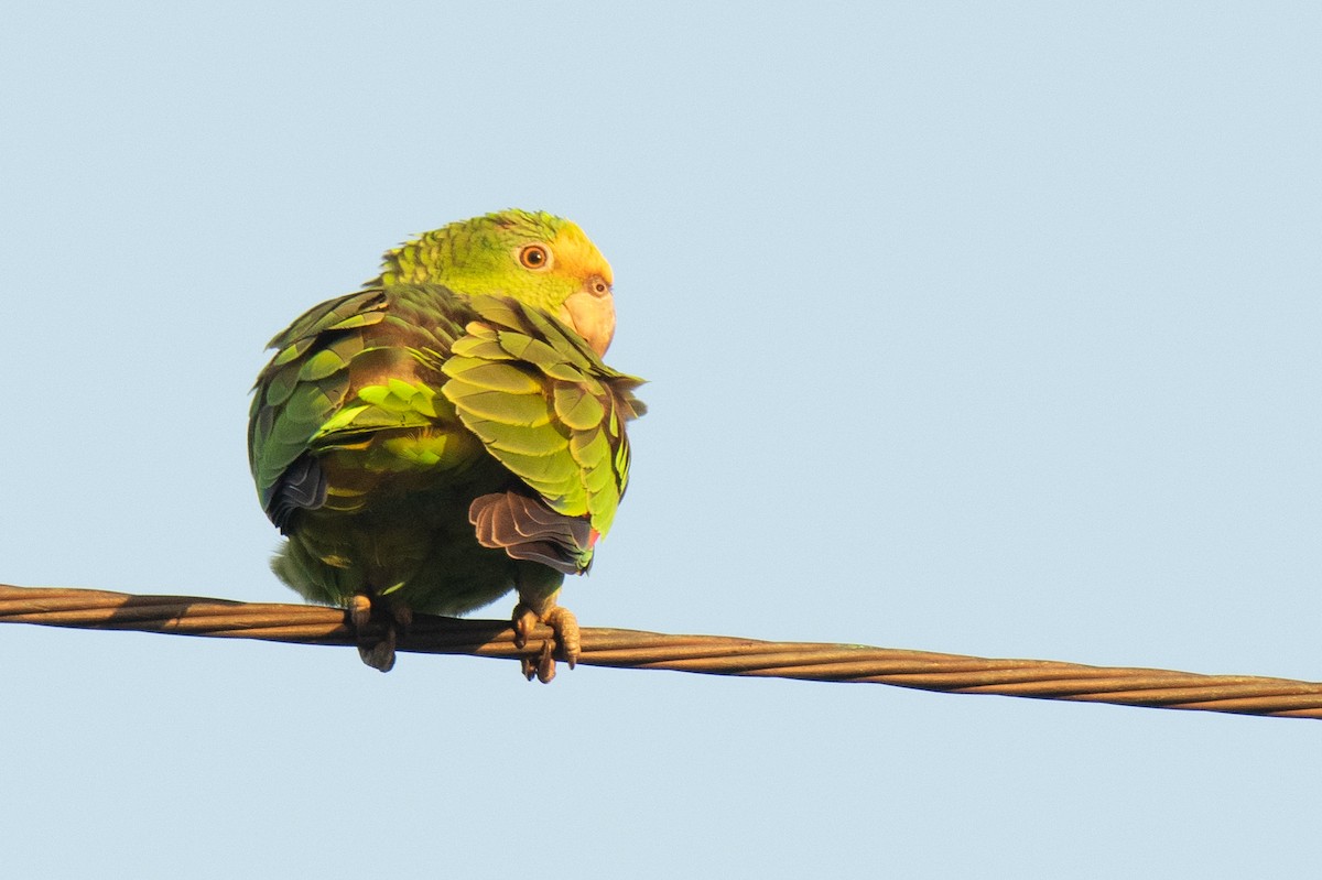 Yellow-crowned Parrot - ML141926331