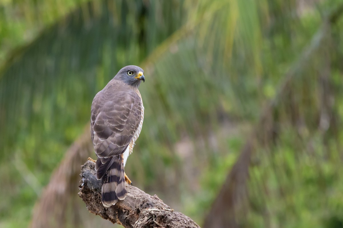 Roadside Hawk - Gabriel Bonfa