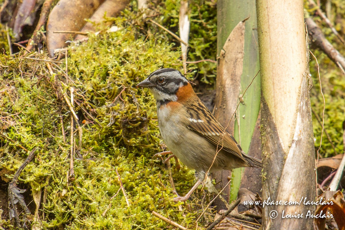 Rufous-collared Sparrow - ML141926941