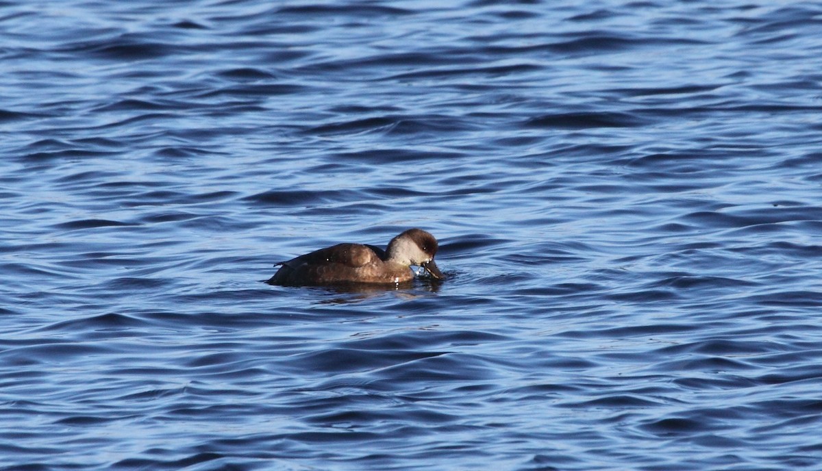 Red-crested Pochard - ML141927101