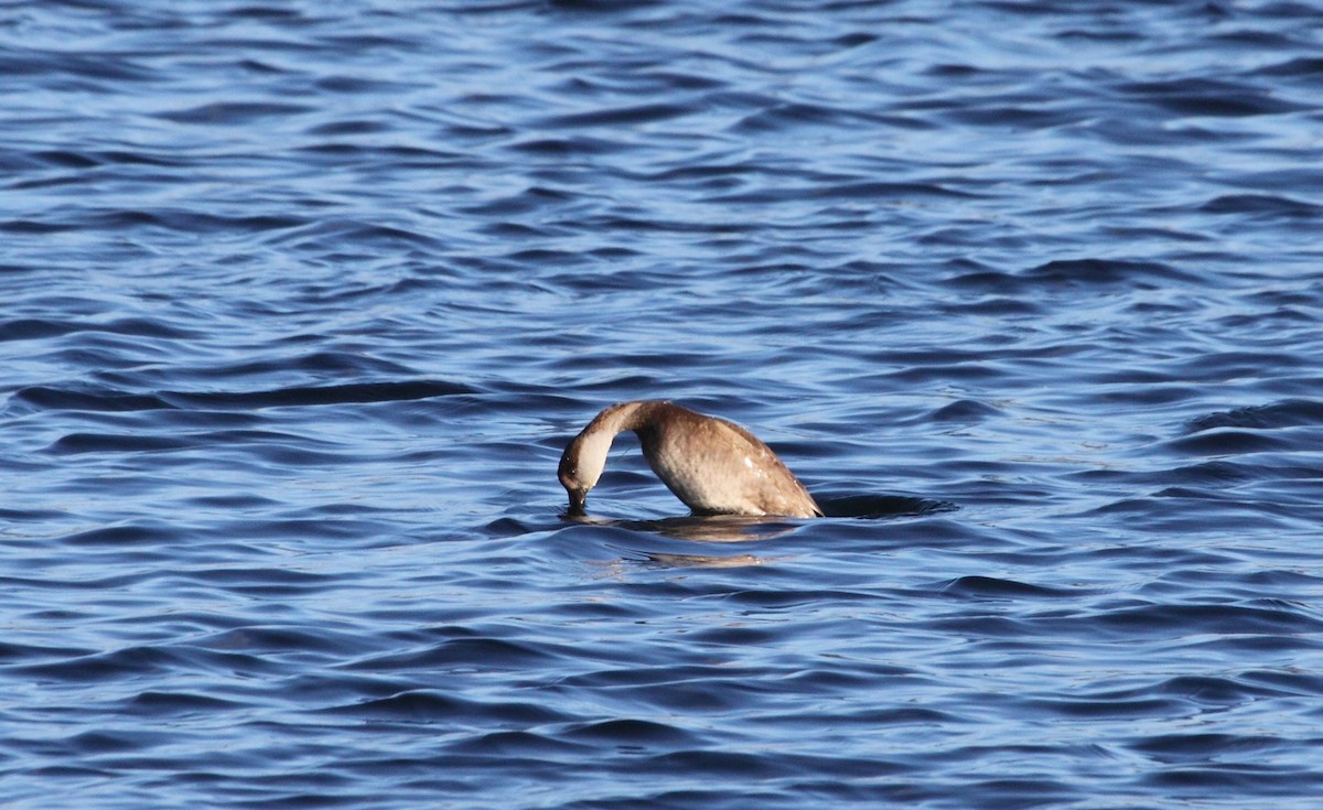 Red-crested Pochard - Andrew Steele