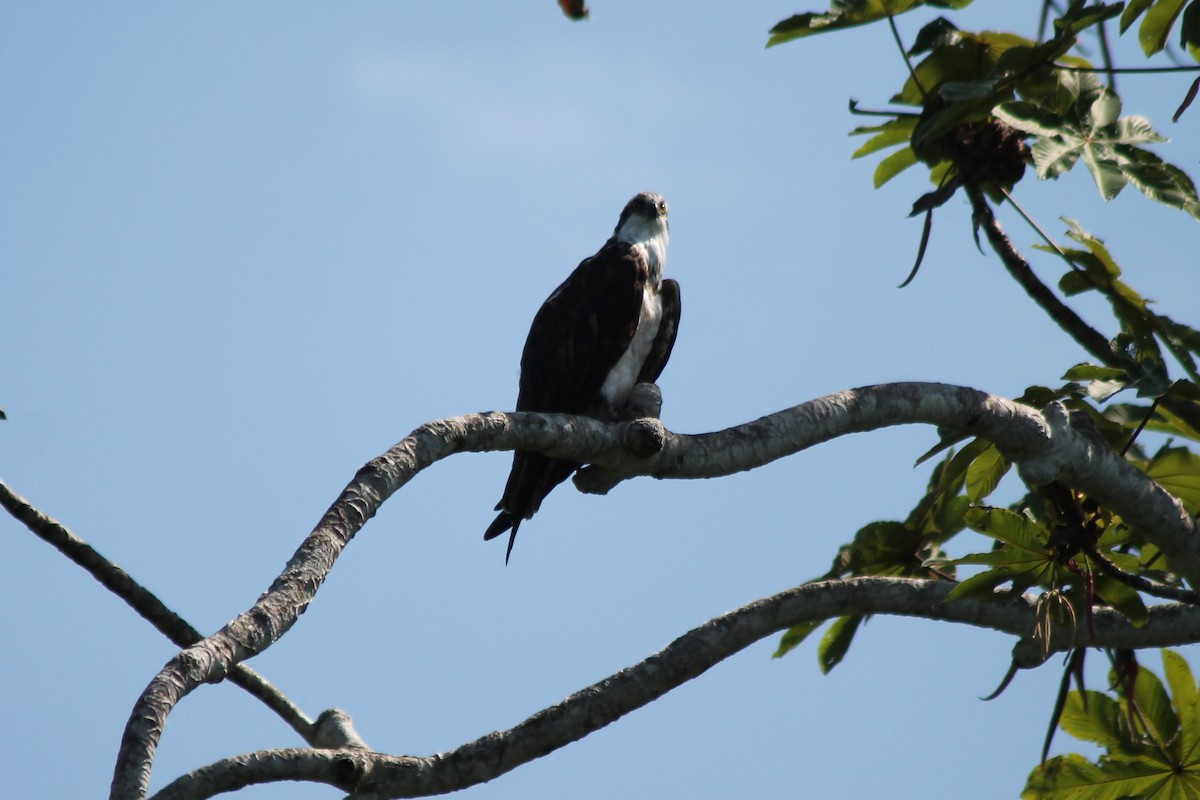 Águila Pescadora - ML141927821