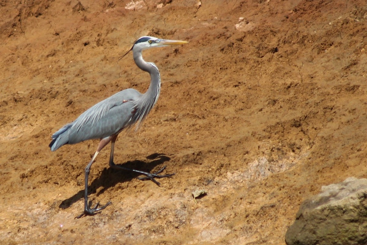 Great Blue Heron - ML141927851