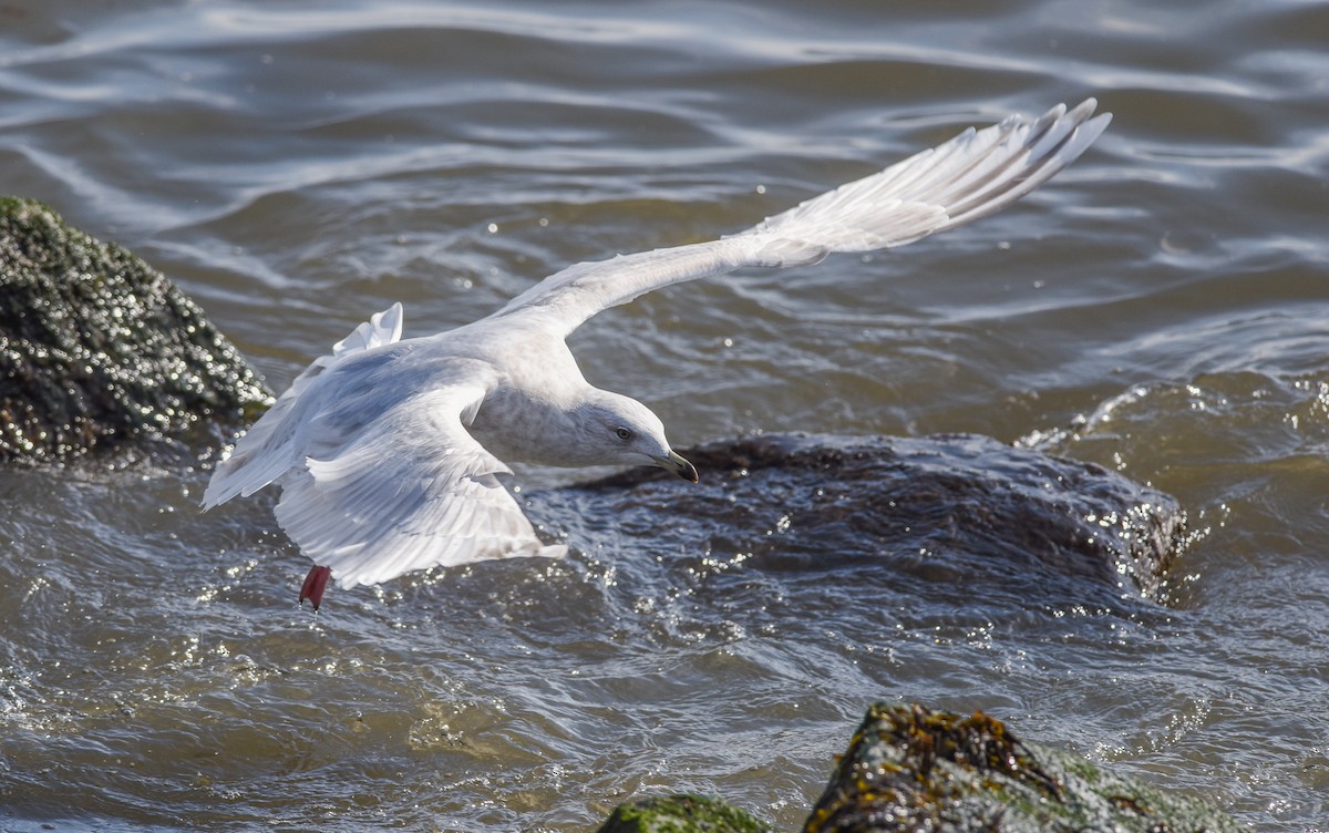 Iceland Gull (kumlieni) - ML141928421