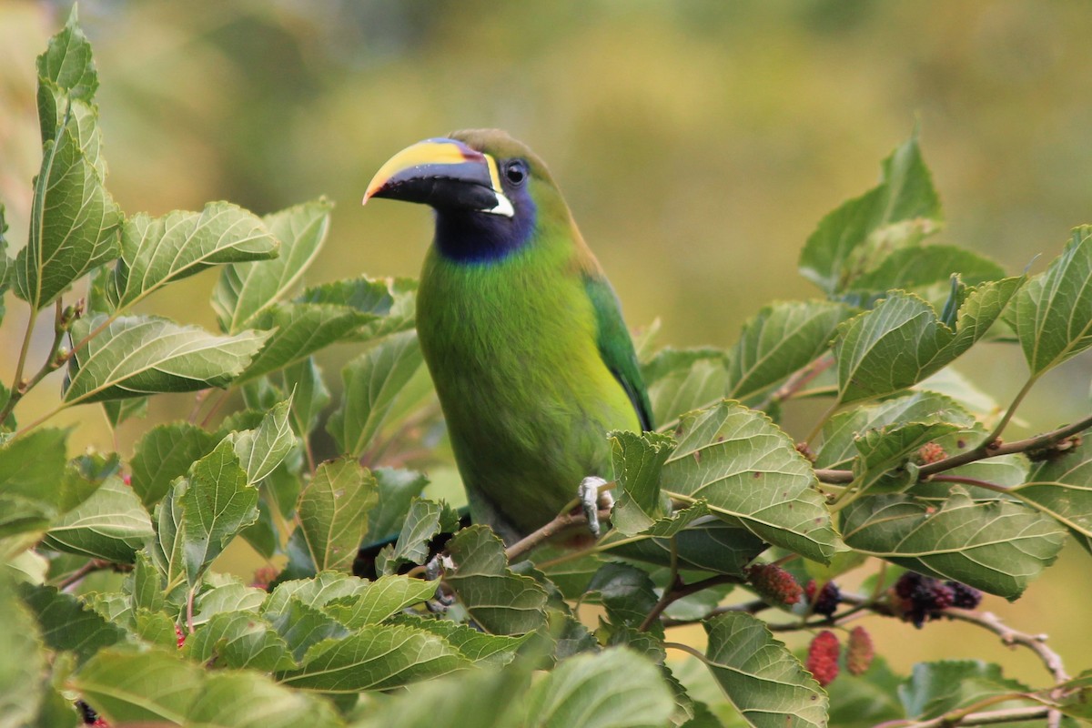 eBird Checklist - 17 Feb 2019 - Don Juan Coffee Plantation - 11 species