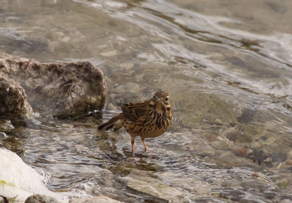 Meadow Pipit - Andrew Steele