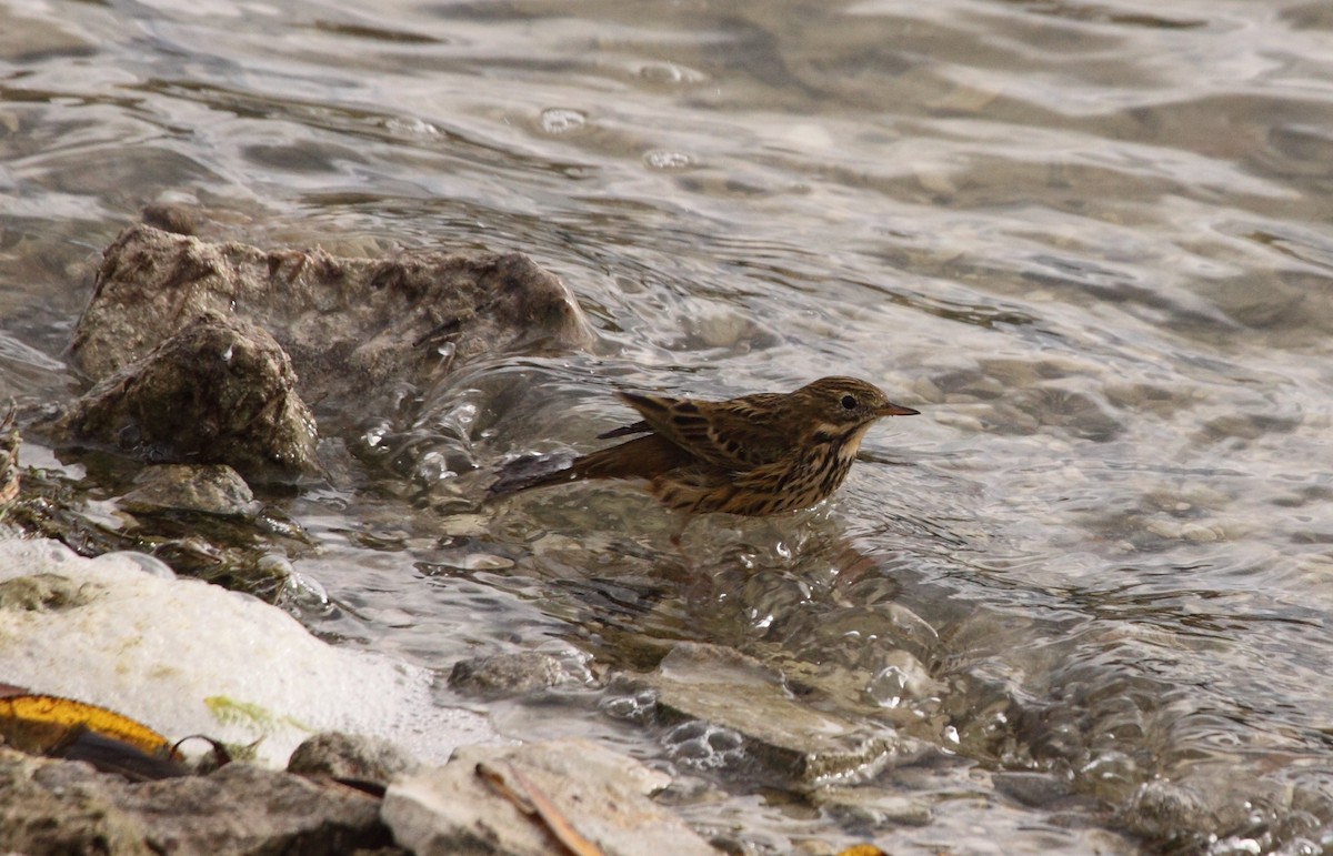 Meadow Pipit - Andrew Steele