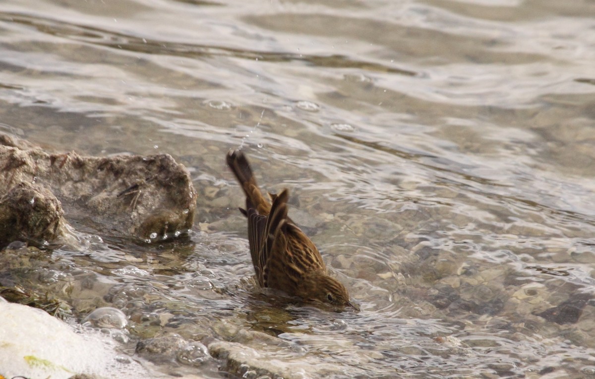 Meadow Pipit - ML141929281