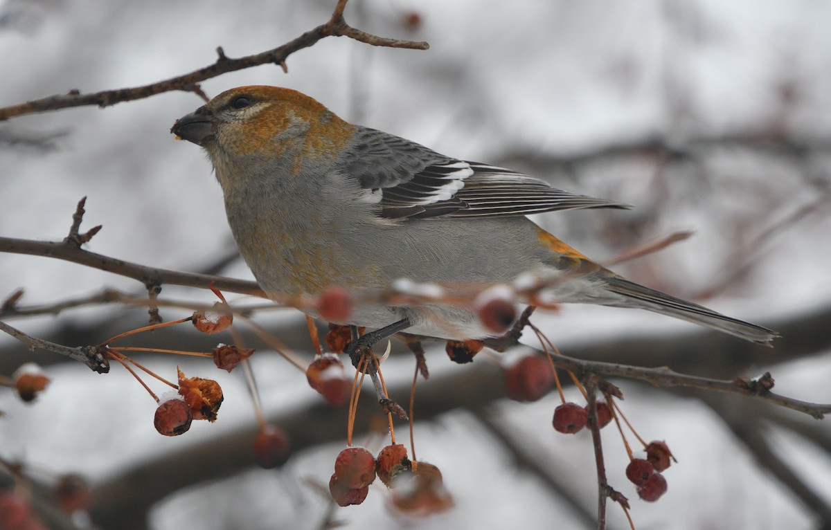 Pine Grosbeak - ML141929941